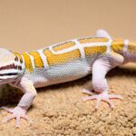 Blizzard Leopard Gecko