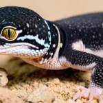 black leopard gecko