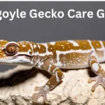 Gargoyle Gecko